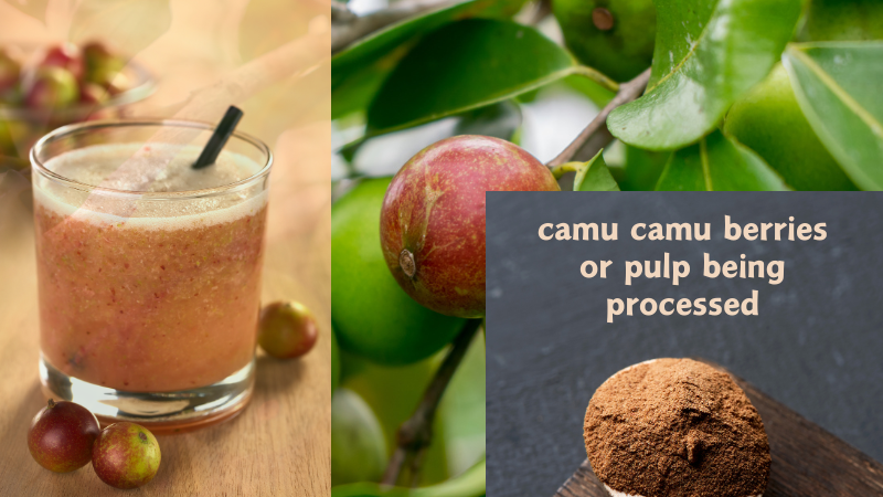 camu camu berries or pulp being processed