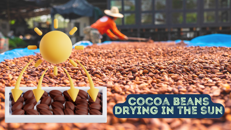 Cocoa beans drying in the sun